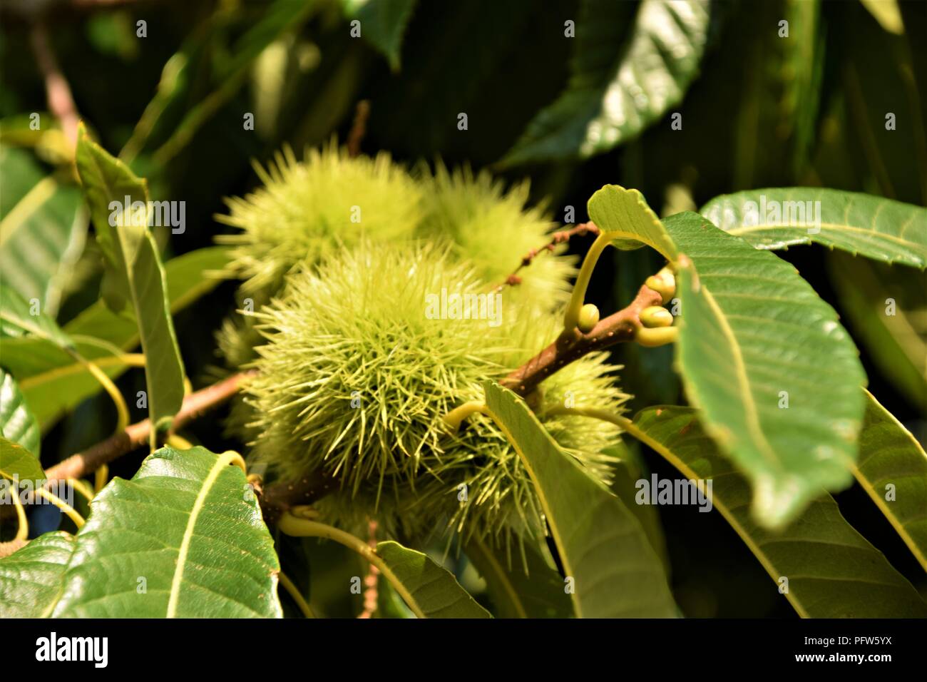 Kastanien grüne Zweige dicht gegen den natürlichen Hintergrund Stockfoto