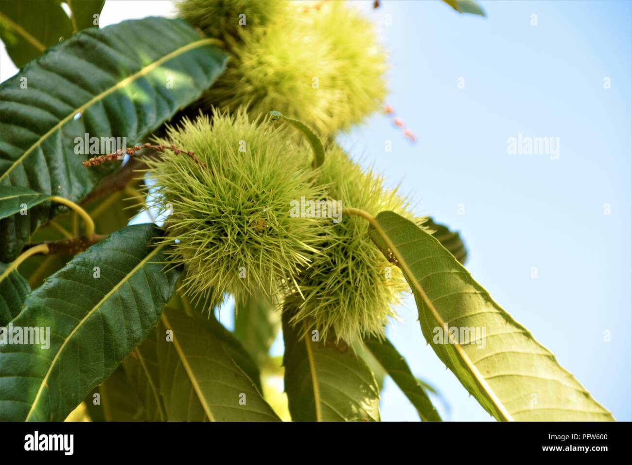 Kastanien grüne Zweige dicht gegen den natürlichen Hintergrund Stockfoto