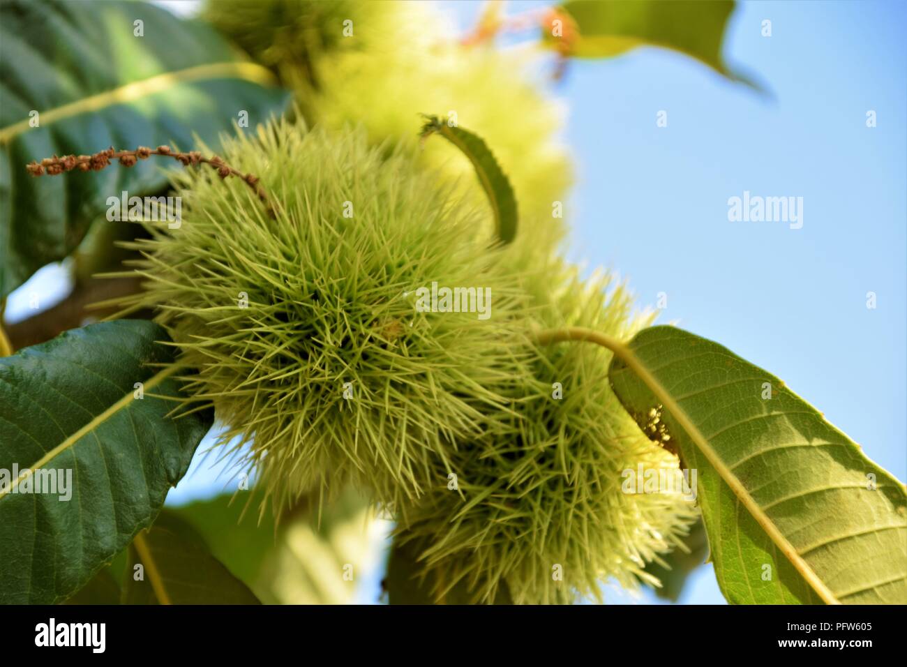 Kastanien grüne Zweige dicht gegen den natürlichen Hintergrund Stockfoto