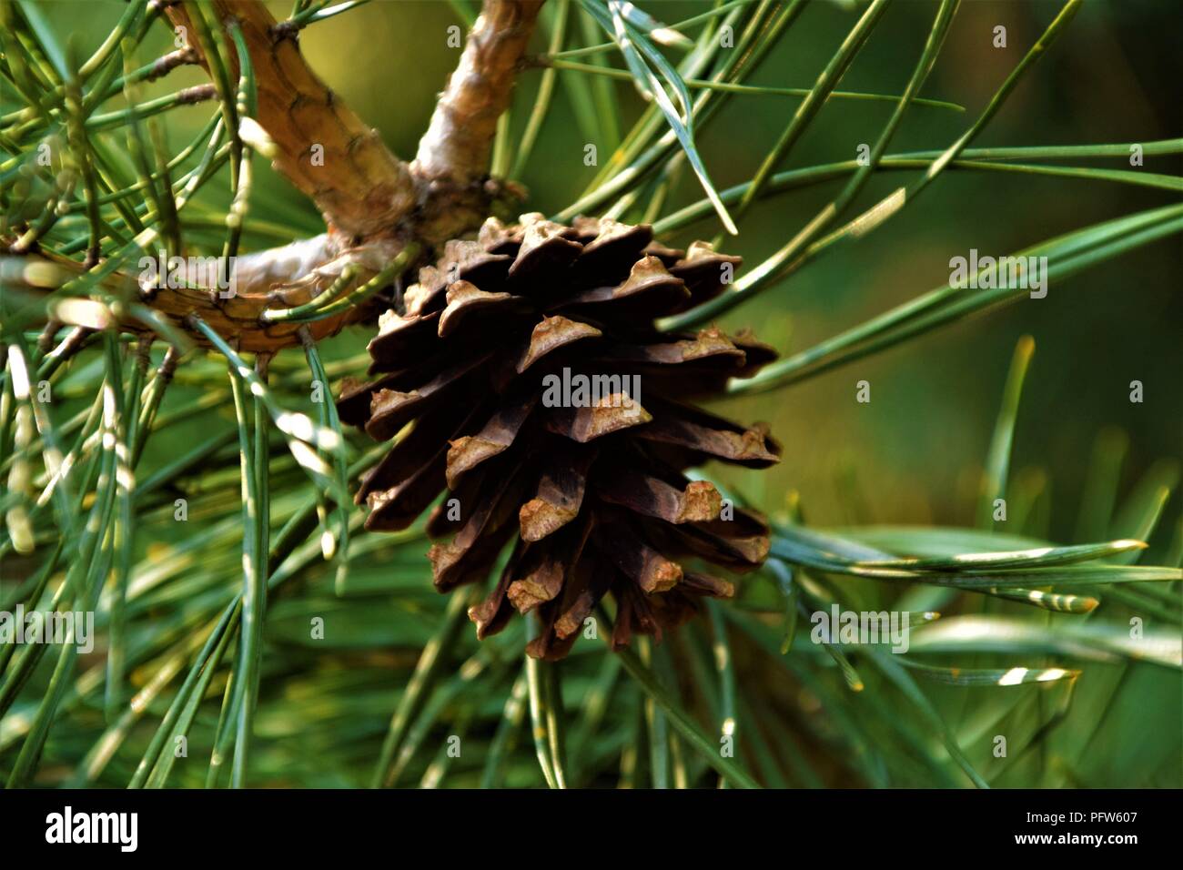 Pine Cone Nahaufnahme in den Filialen selektiven Fokus natürlichen Hintergrund verschwommen Stockfoto