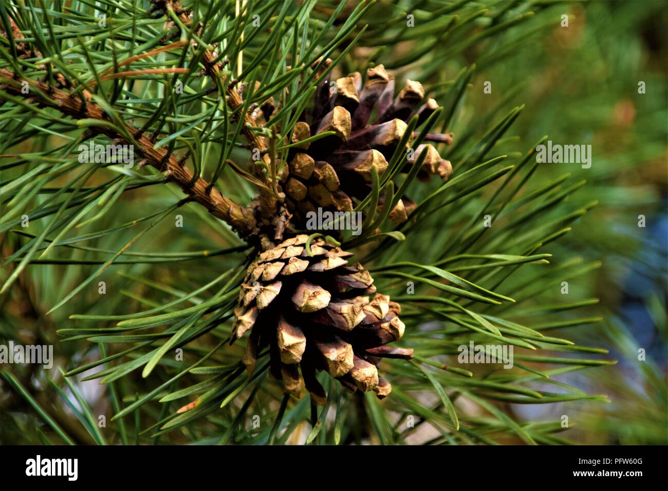 Pine Cone Nahaufnahme in den Filialen selektiven Fokus natürlichen Hintergrund verschwommen Stockfoto