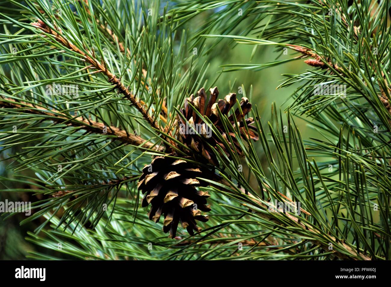 Pine Cone Nahaufnahme in den Filialen selektiven Fokus natürlichen Hintergrund verschwommen Stockfoto