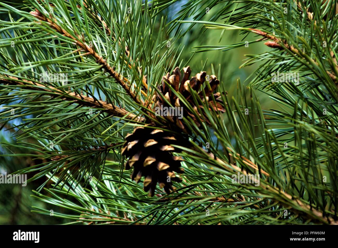 Pine Cone Nahaufnahme in den Filialen selektiven Fokus natürlichen Hintergrund verschwommen Stockfoto
