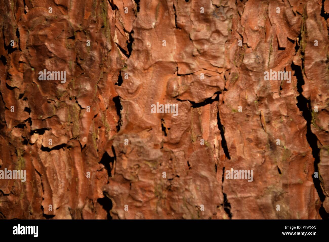 Pine Tree bark Textur Makrofotografie Stockfoto