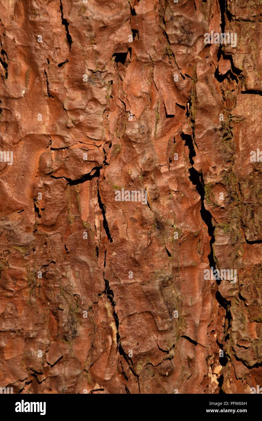 Pine Tree bark Textur Makrofotografie Stockfoto