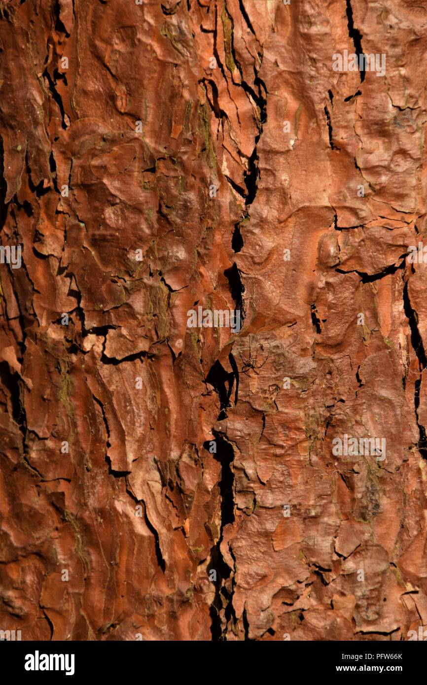 Pine Tree bark Textur Makrofotografie Stockfoto