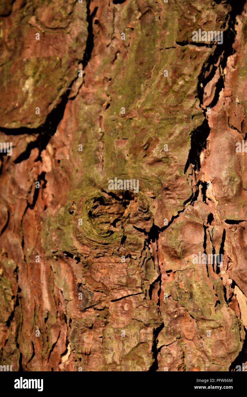 Pine Tree bark Textur Makrofotografie Stockfoto