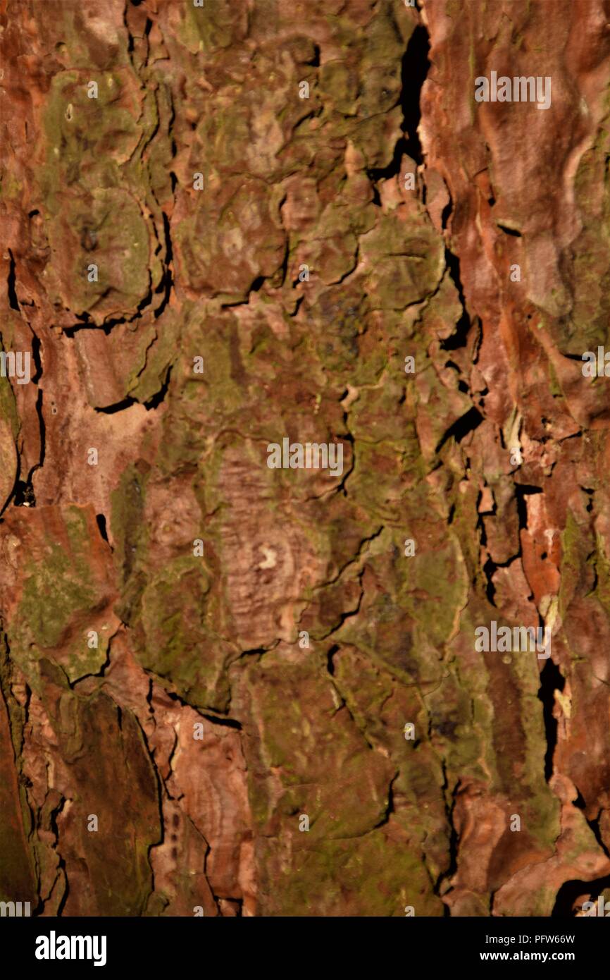 Pine Tree bark Textur Makrofotografie Stockfoto
