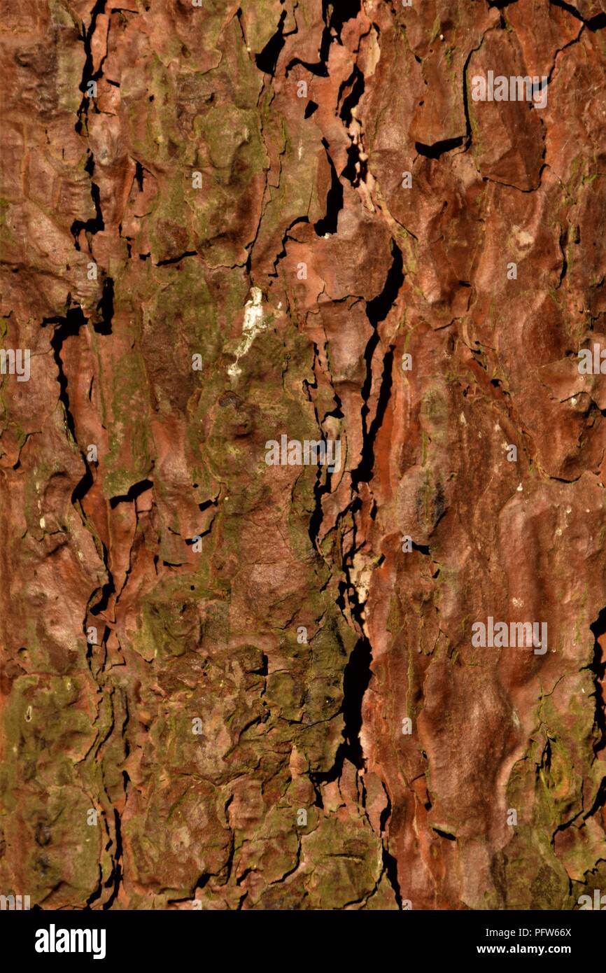 Pine Tree bark Textur Makrofotografie Stockfoto