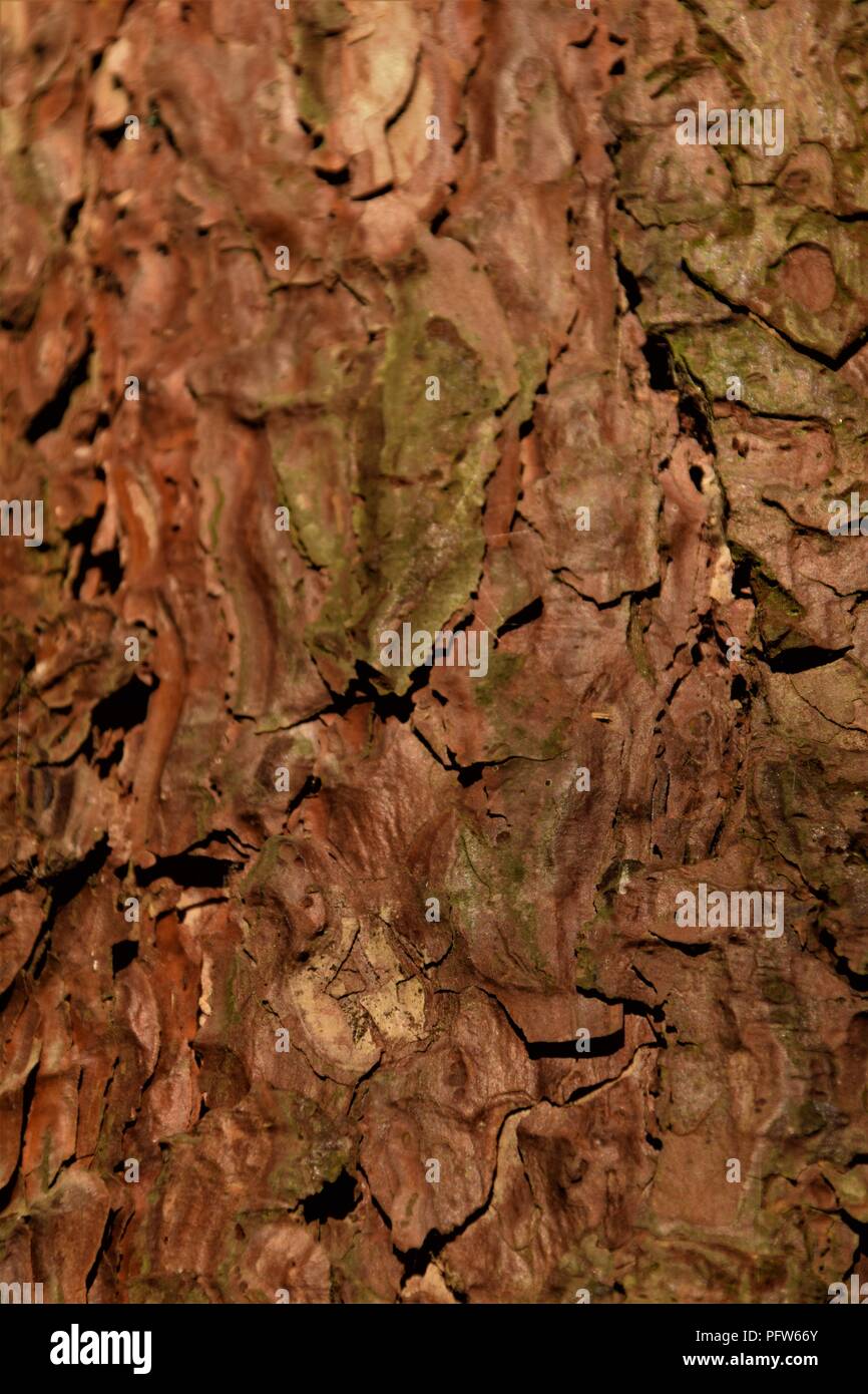 Pine Tree bark Textur Makrofotografie Stockfoto