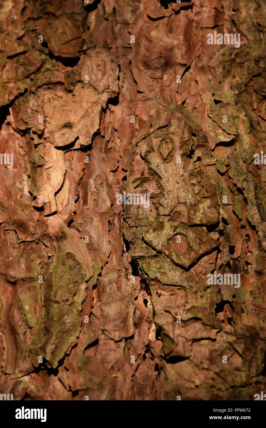 Pine Tree bark Textur Makrofotografie Stockfoto