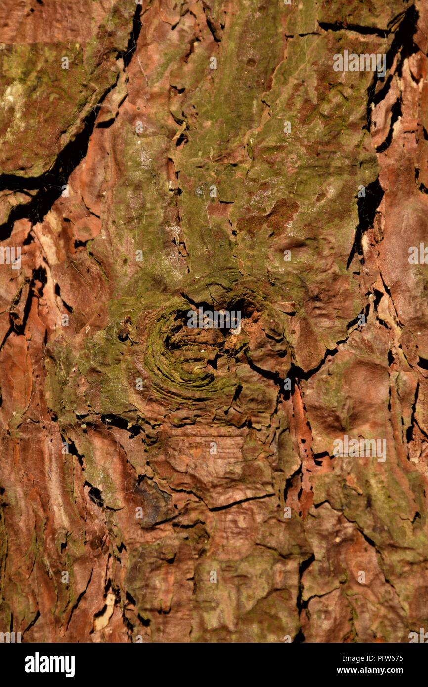 Pine Tree bark Textur Makrofotografie Stockfoto