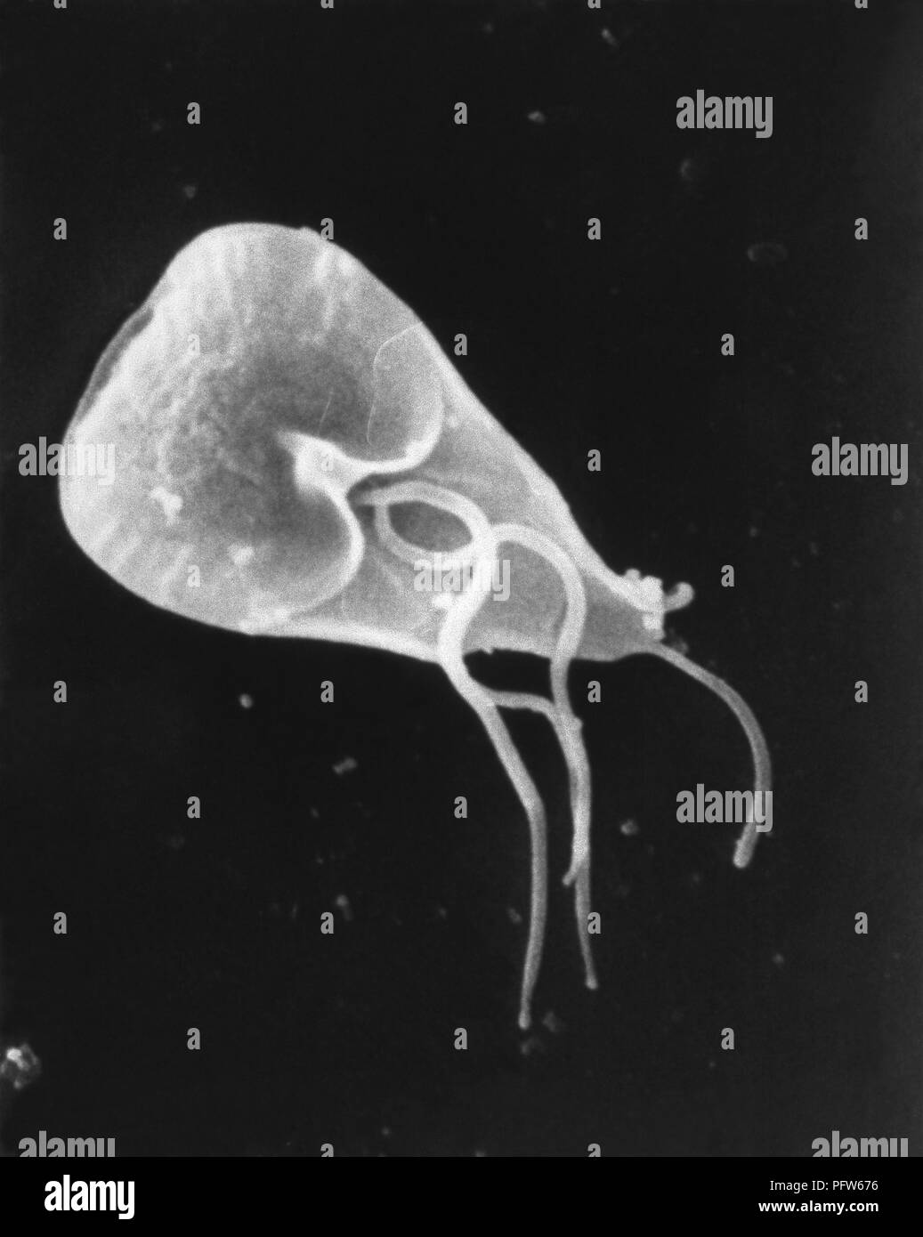Giardia-lamblia-Parasiten in der photomicrograph Bild 2006 aufgedeckt. Mit freundlicher Seuchenkontrollzentren (CDC)/Janice Haney Carr. () Stockfoto