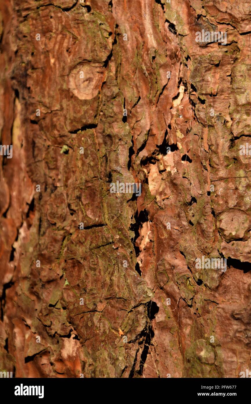 Pine Tree bark Textur Makrofotografie Stockfoto