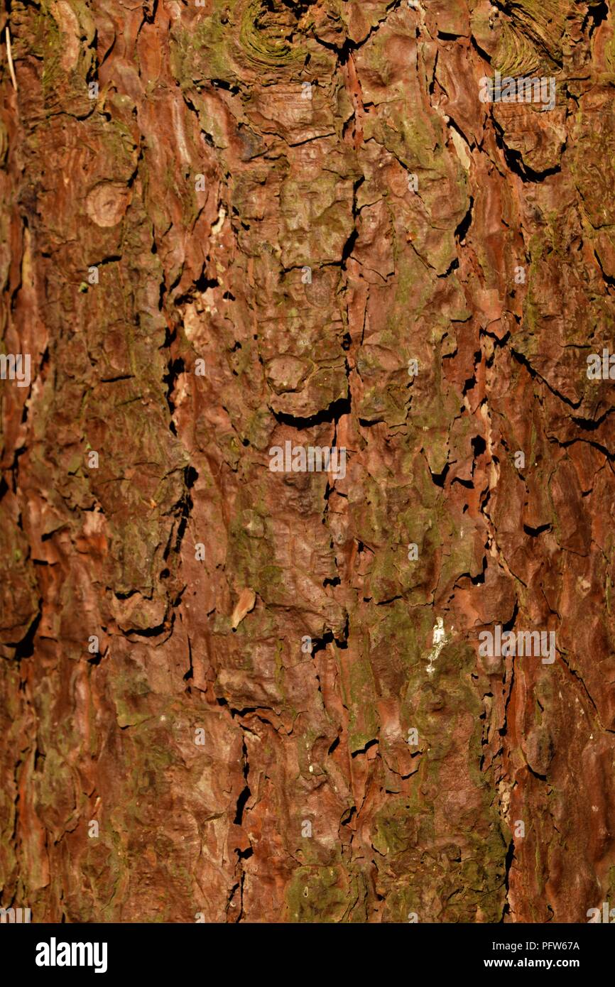 Pine Tree bark Textur Makrofotografie Stockfoto