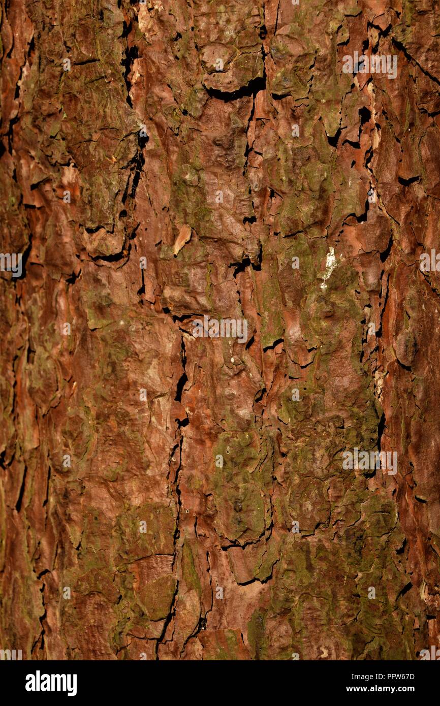 Pine Tree bark Textur Makrofotografie Stockfoto