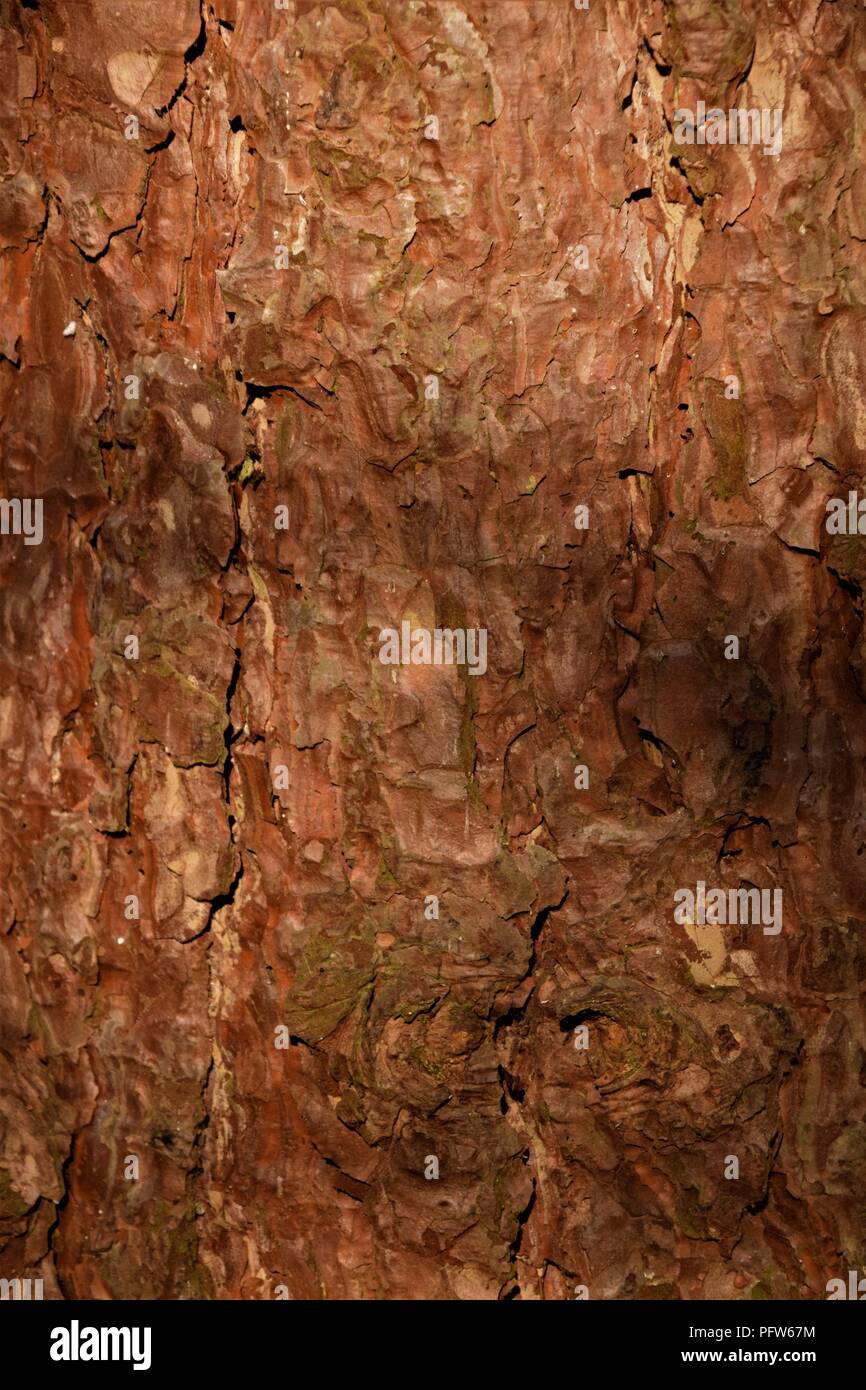 Pine Tree bark Textur Makrofotografie Stockfoto
