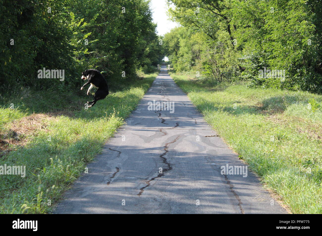 Hund in Aktion Stockfoto