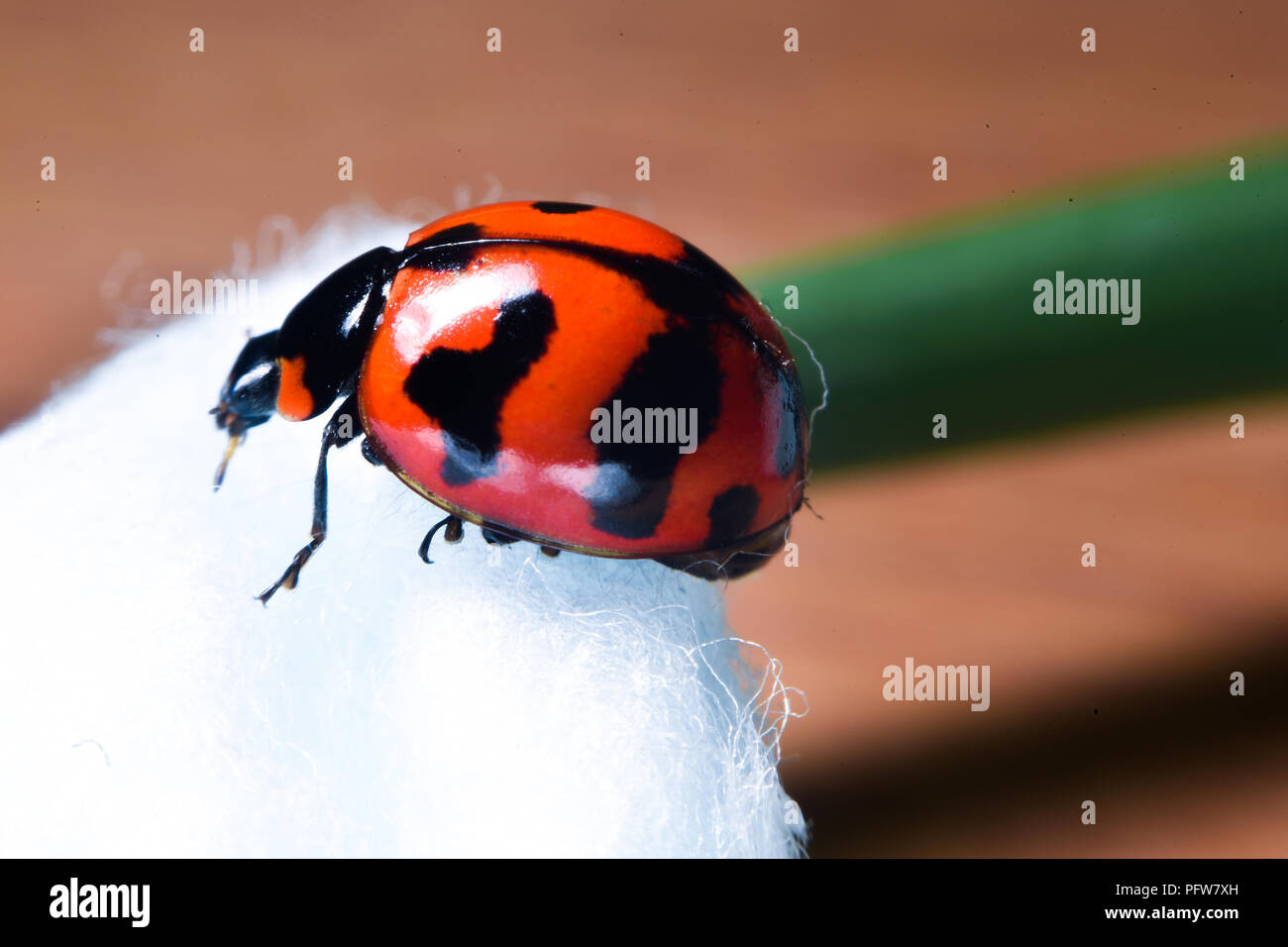Red lady Bug auf grünes Blatt Stockfoto