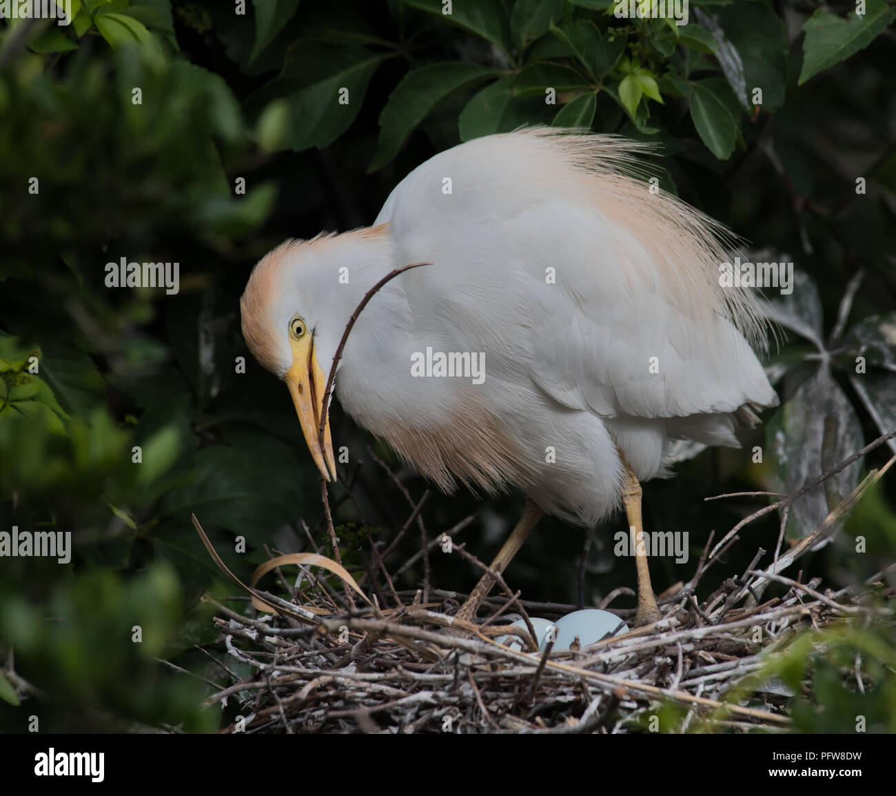 Kuhreiher hinzufügen zu Nest mit Eiern Stockfoto