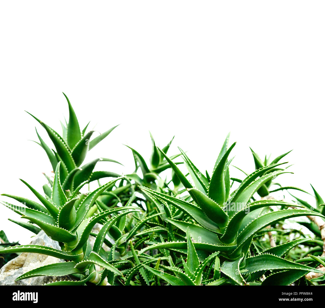 Aloe vera isoliert auf weißem Hintergrund Stockfoto