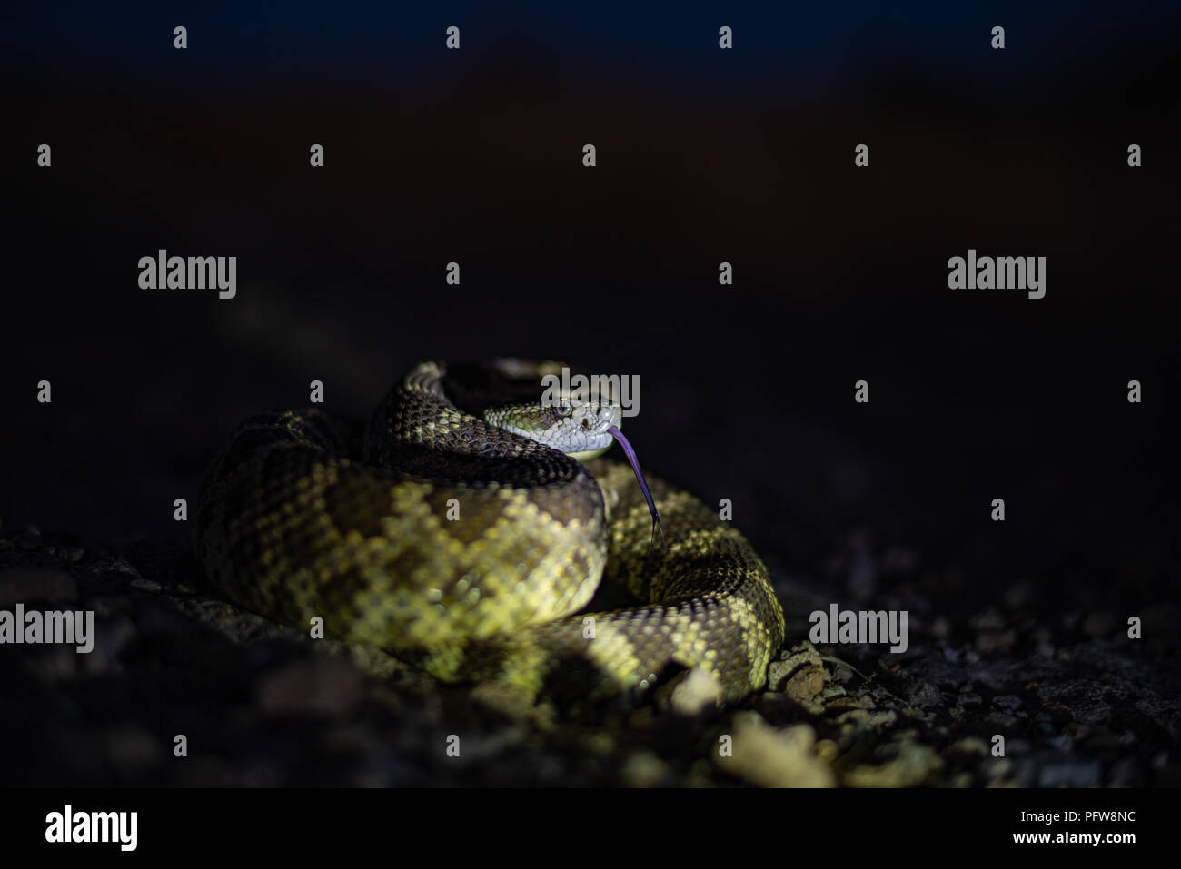 Northern Pacific Rattlesnake im Dunkeln mit einer Taschenlampe beleuchtet. Placer County, Kalifornien. Stockfoto