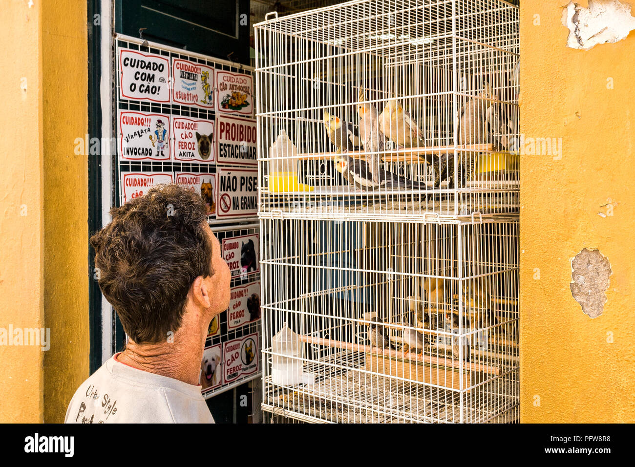Der Mensch auf der Suche nach Vögeln in einem Käfig für den Verkauf in  einem Vogel Shop an kommunalen öffentlichen Markt. Florianópolis, Santa  Catarina, Brasilien Stockfotografie - Alamy