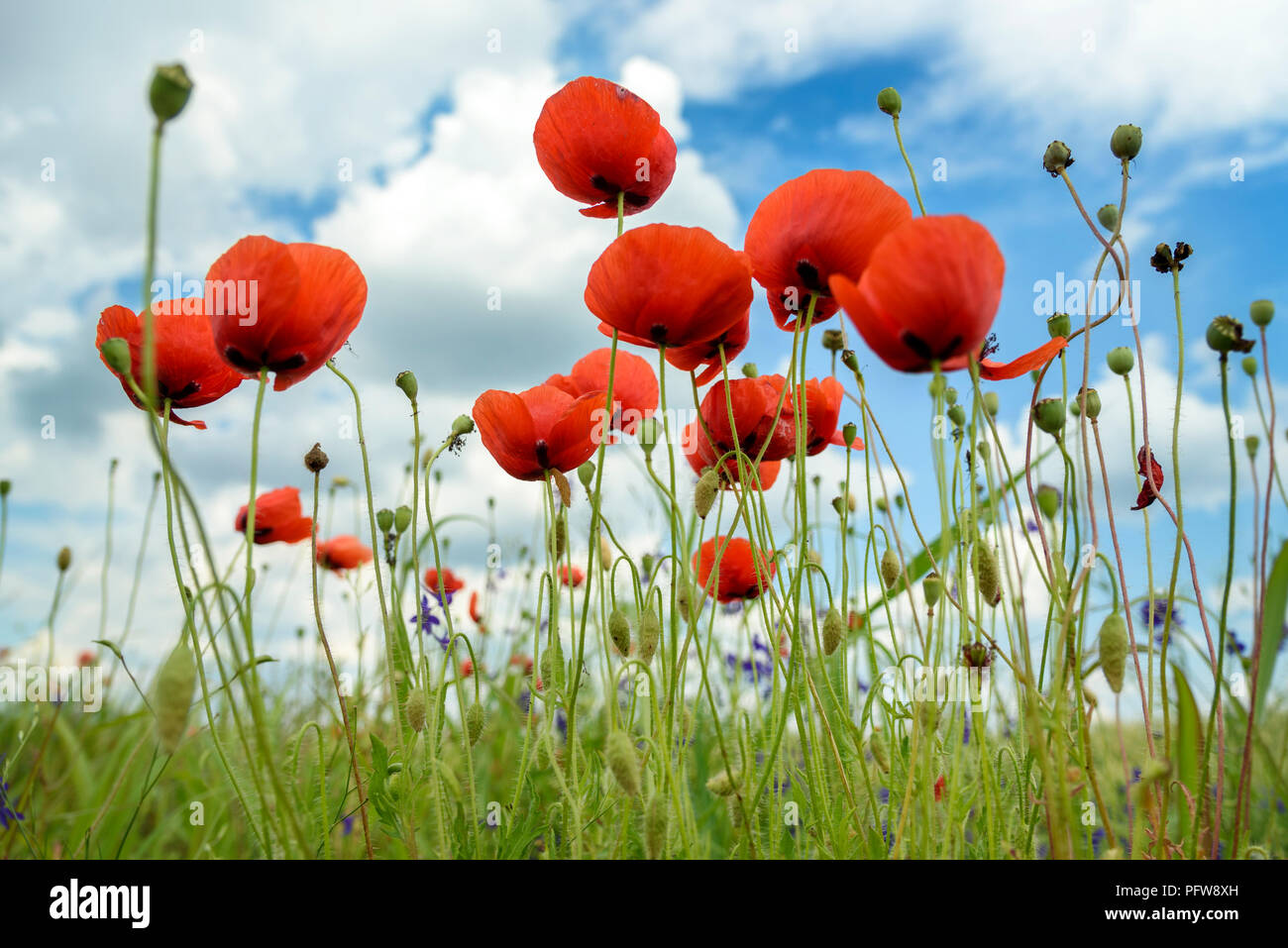 Schöne rote Mohnblumen closeup im grünen Feld Stockfoto