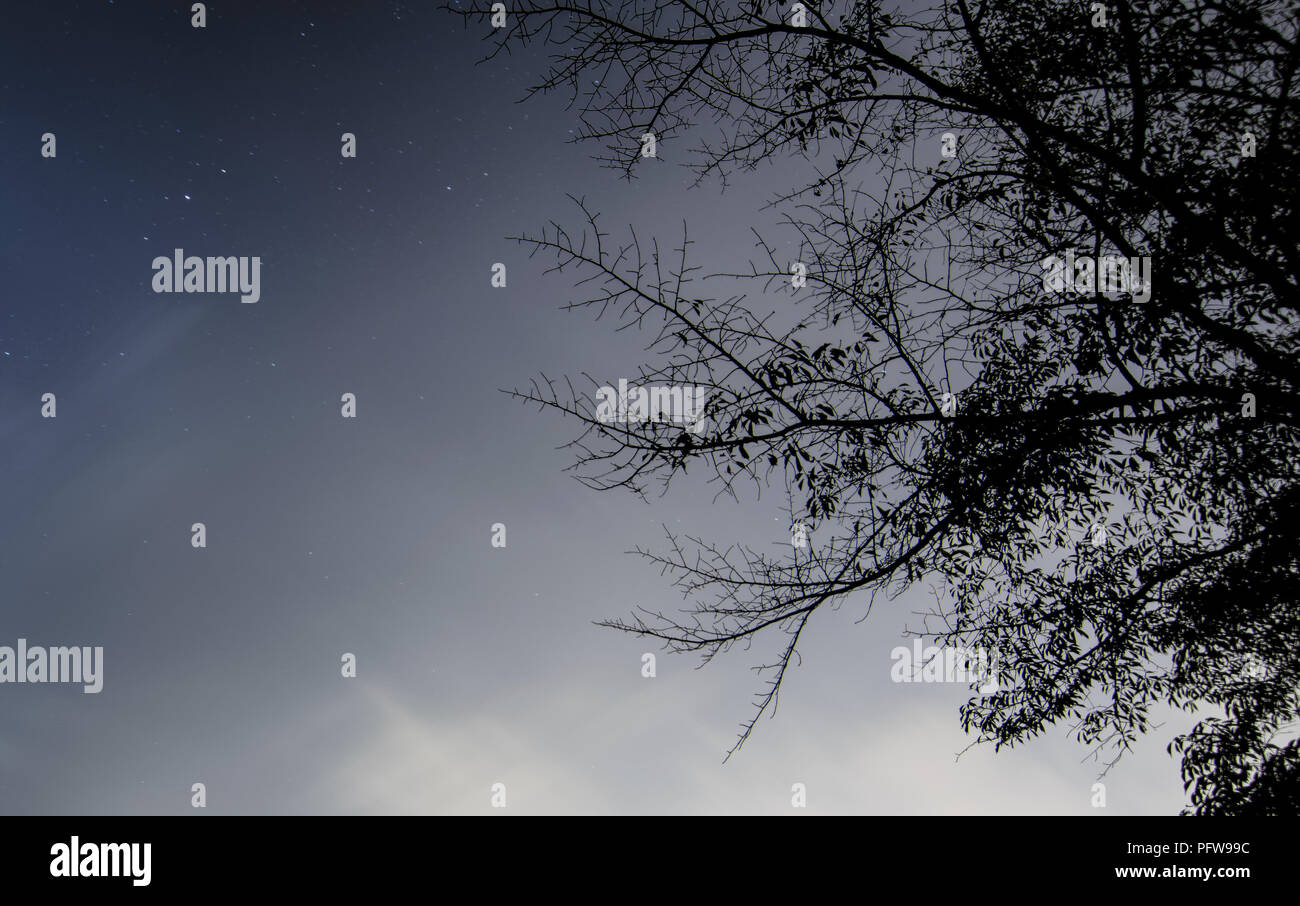 Baum Birke in Low Angle Shot mit dem Sternenhimmel Stockfoto