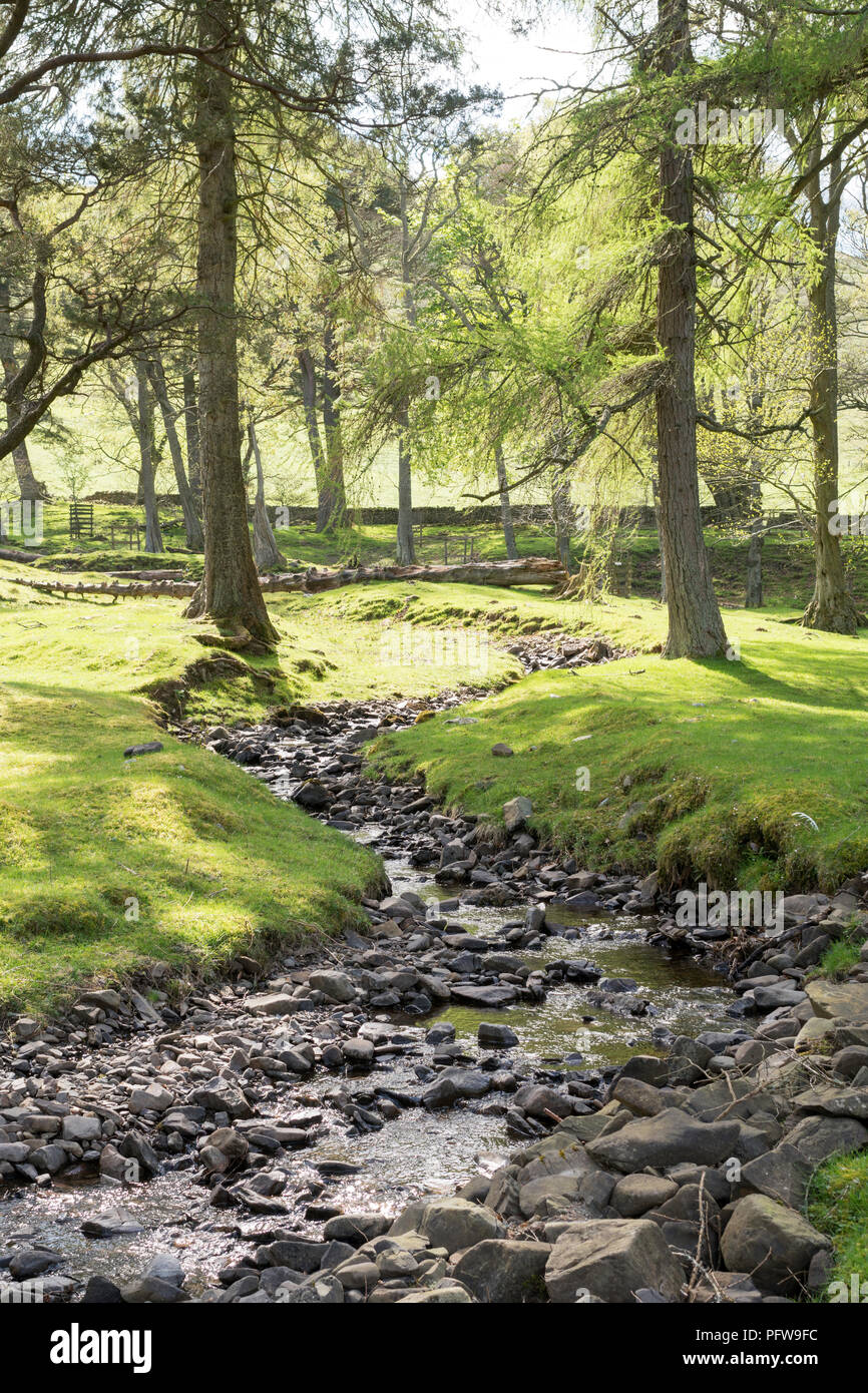 März Sike Stream durch März Holz läuft, in der Nähe von tibbie Shiels, Scottish Borders, Schottland, Großbritannien Stockfoto