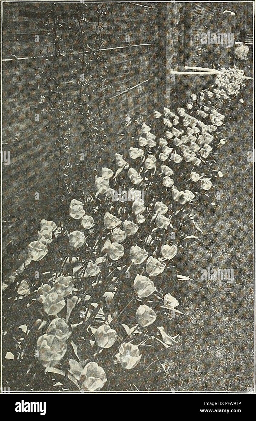 . Currie von Zwiebeln und Pflanzen: Herbst 1921. Blumen Samen Kataloge, Leuchtmittel (Pflanzen) Samen Kataloge; Baumschulen (Gartenbau) Kataloge; Pflanzen, Zierpflanzen Kataloge. CURRIE BROS. Co., HERBST KATALOG 1921. Single späte Blüte oder Häuschentulpen eine mag-nificent Klasse der späten Blüte - Tulpen und kommen - in voller Blüte in der zweiten Hälfte des Mai. Sie sind viel mehr Sho - Wy als die frühen Sorten, die wegen ihrer leuchtenden Farben und langen Flo-wer Stielen, und bleiben in der Blüte für eine lange Zeit. Jede Doz. 100 Bouton rt' oder - Reine Yello-w, sehr fein (Pro 1000 $ 32,00). . J" 9 .07. w. C5 $ 4.2. "ELEGA Stockfoto