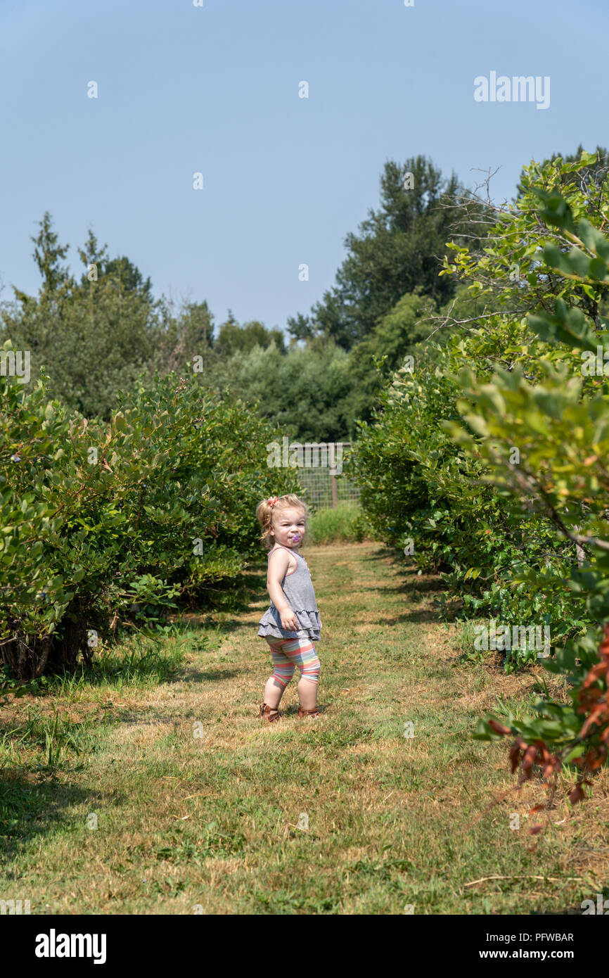 20 Monate altes Mädchen drehte sich um, als sie aufgerufen wurde, wieder zu kommen, in einem u-pick blueberry Farm Stockfoto
