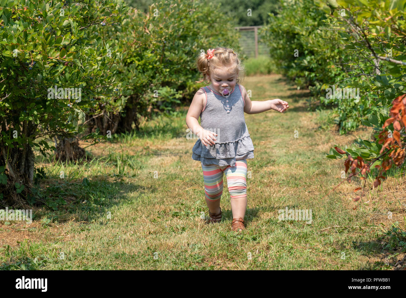 20 Monate altes Mädchen erkunden und läuft in einem u-pick blueberry Farm Stockfoto