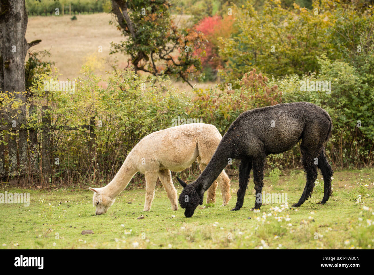 Alpaca eating grass Fotos und Bildmaterial in hoher Auflösung Alamy