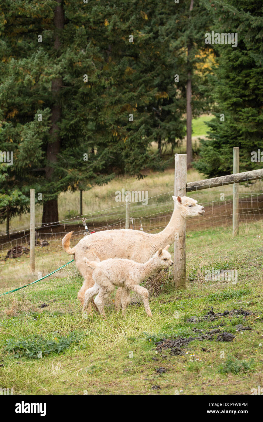 Hood River, Oregon, USA. Mutter und Baby (cria) Alpaka Wandern auf der Weide in einem leichten Regen. Stockfoto