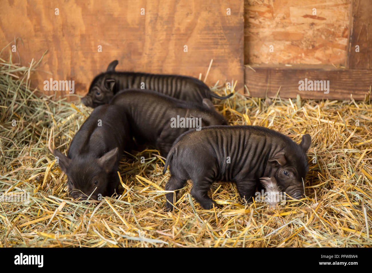 Hood River, Oregon, USA. Drei Ferkel etwa zwei Wochen alt in ihrem Stall. Stockfoto