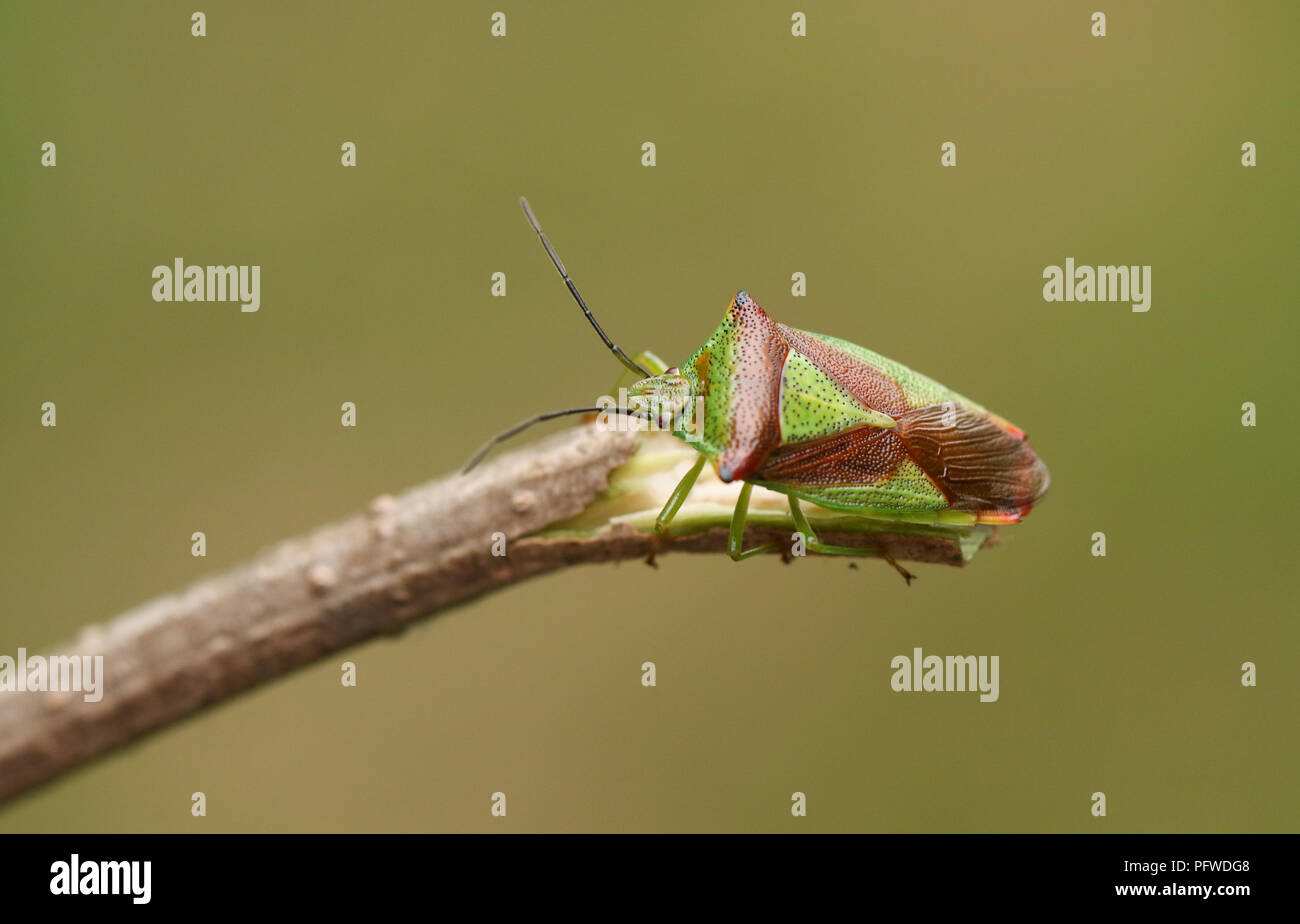 Eine hübsche Hawthorn Shieldbug (Acanthosoma haemorrhoidale) aus der Familie Acanthosomatidae hocken auf einem Zweig. Stockfoto