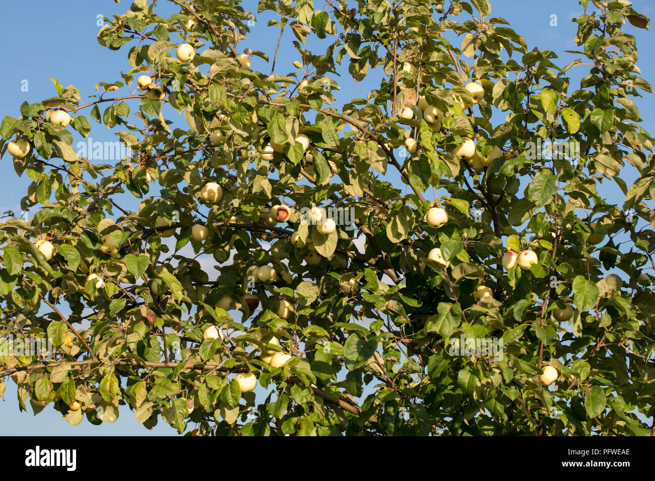 Großer Zweig voller Apfel Obst Stockfoto