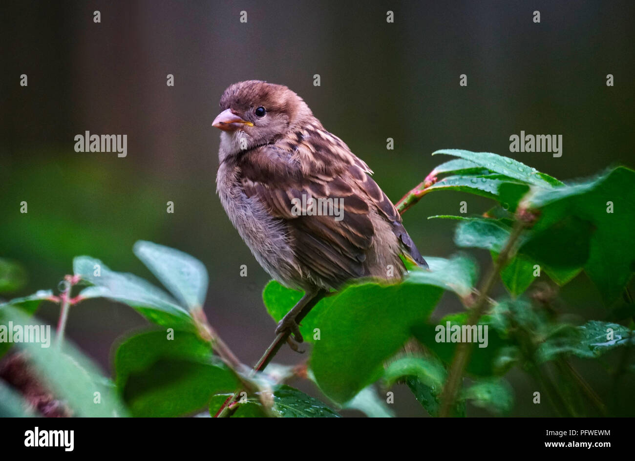 Montreal, Kanada, 17. August 2018. Haussperling sitzen auf einem Ast. Credit: Mario Beauregard/Alamy leben Nachrichten Stockfoto