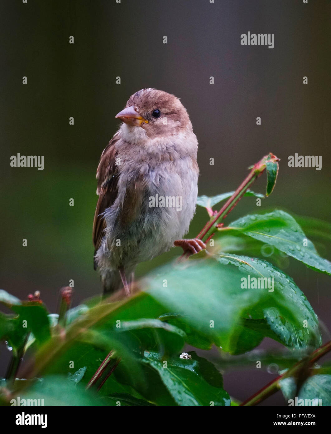 Montreal, Kanada, 17. August 2018. Haussperling sitzen auf einem Ast. Credit: Mario Beauregard/Alamy leben Nachrichten Stockfoto