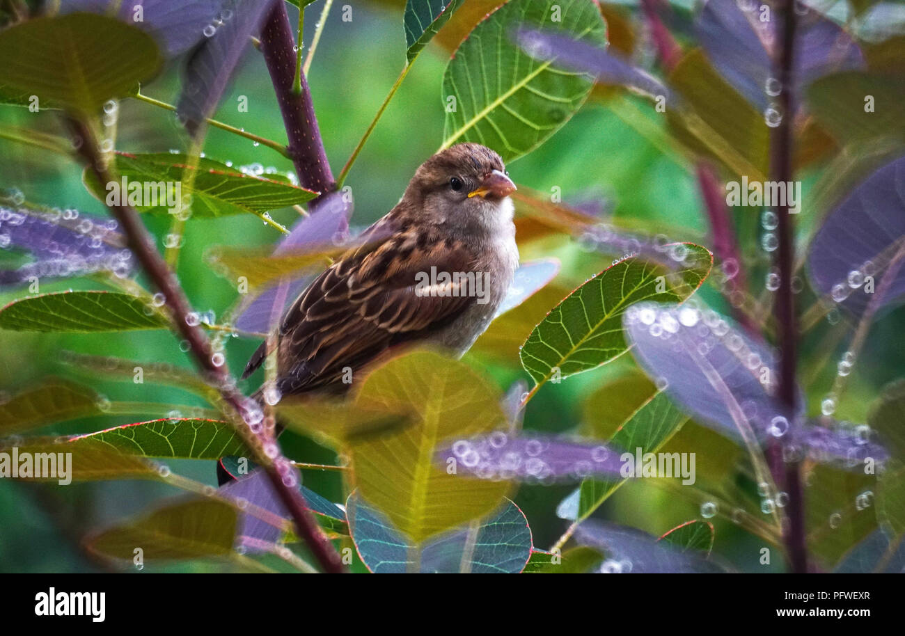 Montreal, Kanada, 17. August 2018. Haussperling versteckt sich in einem Busch. Credit: Mario Beauregard/Alamy leben Nachrichten Stockfoto