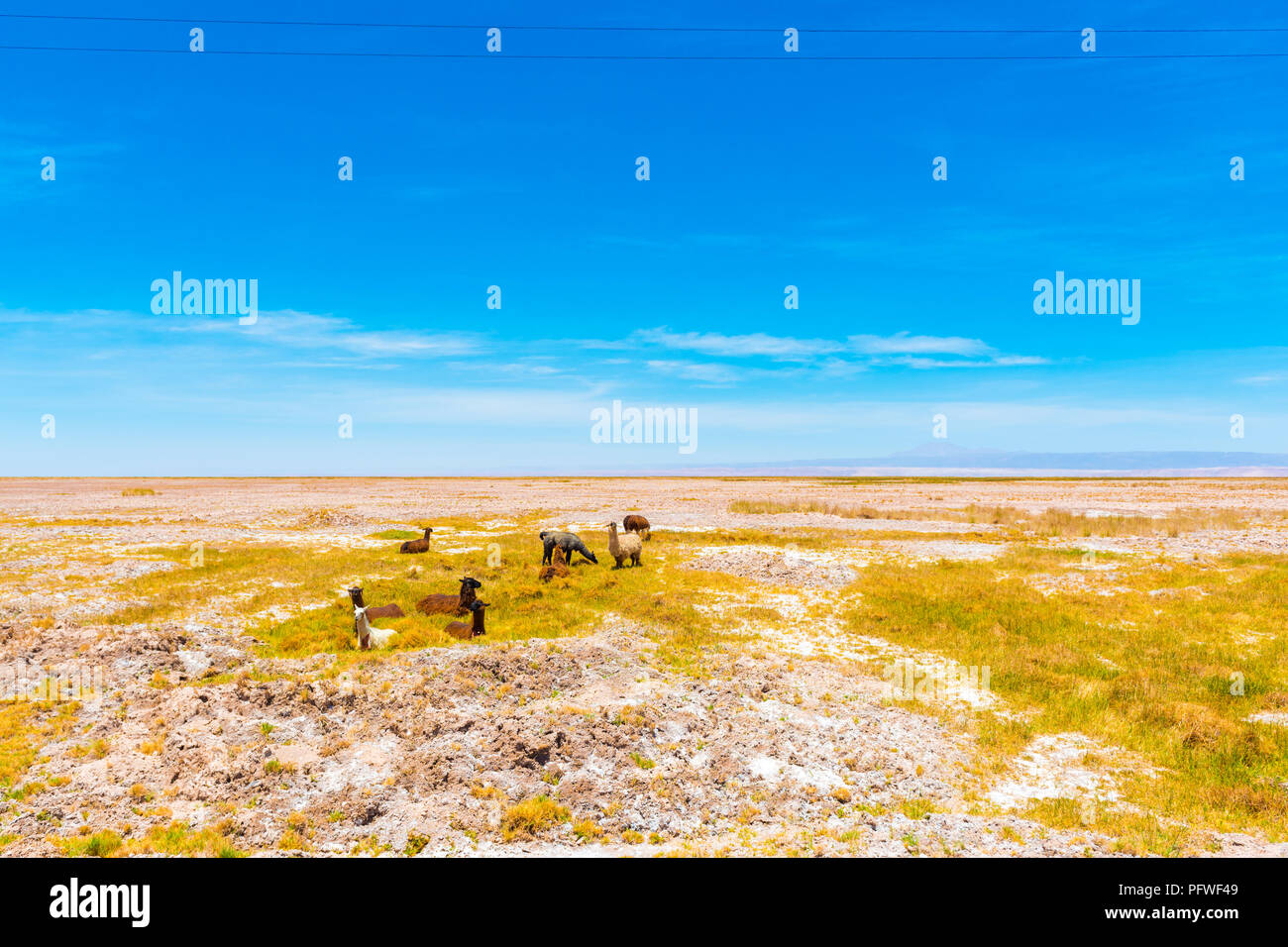 Eine Herde Lamas in der Atacama-wüste, Südamerika, Chile. Kopieren Sie Platz für Text Stockfoto