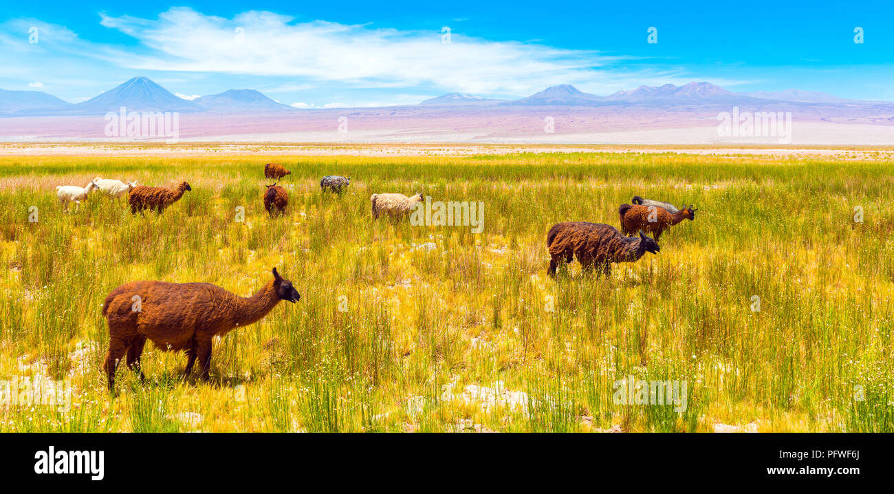 Eine Herde Lamas in der Atacama-wüste, Südamerika, Chile. Kopieren Sie Platz für Text Stockfoto