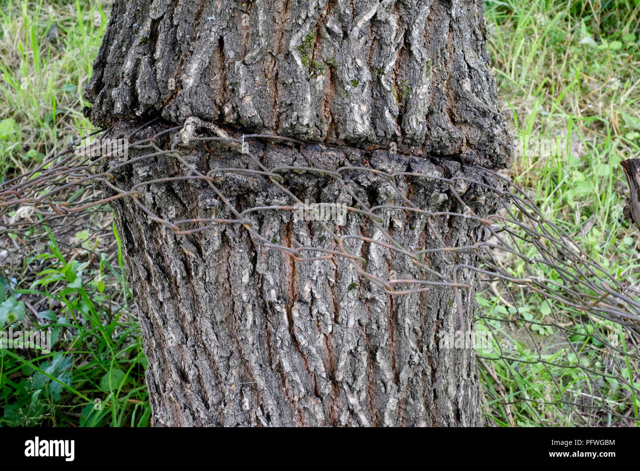 Stamm eines Baumes, der sich um einen Zaun Einbettung innerhalb der inneren gewachsen ist Stockfoto