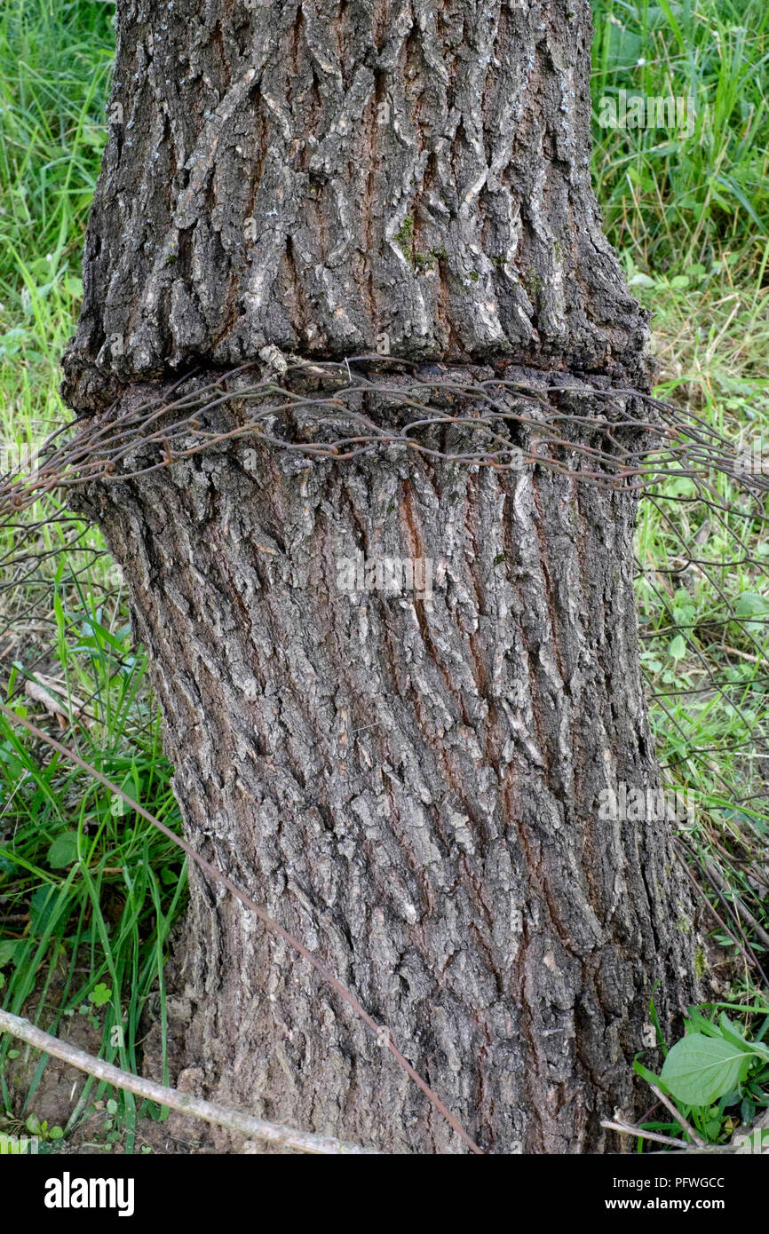 Stamm eines Baumes, der sich um einen Zaun Einbettung innerhalb der inneren gewachsen ist Stockfoto