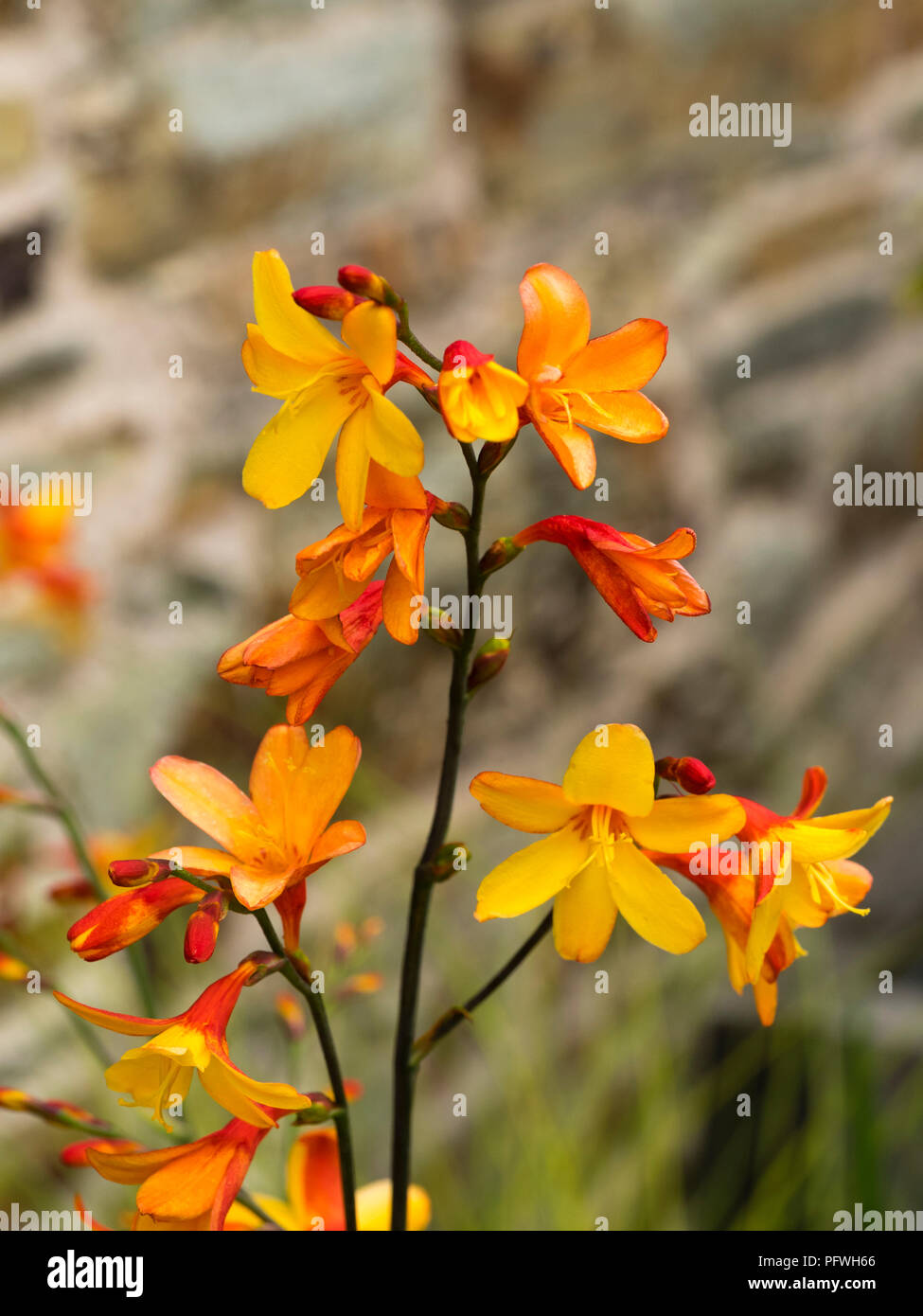 Markante zwei Farbtönen rot und orange Blumen der Spätsommer blühende montbretia, Crocosmia x crocosmiiflora 'Harlekin' Stockfoto