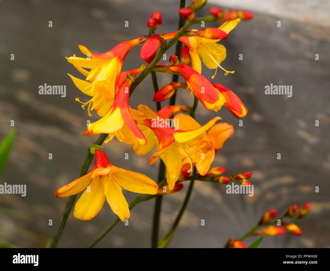 Markante zwei Farbtönen rot und orange Blumen der Spätsommer blühende montbretia, Crocosmia x crocosmiiflora 'Harlekin' Stockfoto