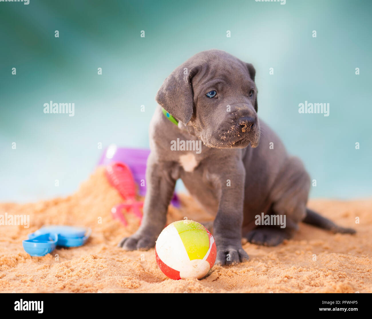 Reinrassige grau Deutsche Dogge Welpe mit einer Kugel im Sand Stockfoto