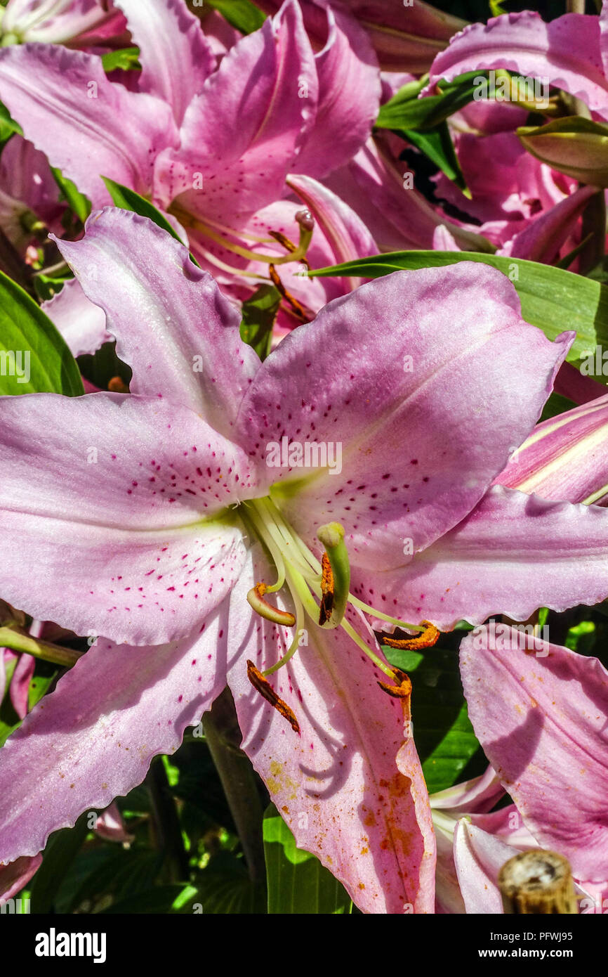 Orientalische Lilie, Lilium 'Chelsea', orientalische Lilien Stockfoto