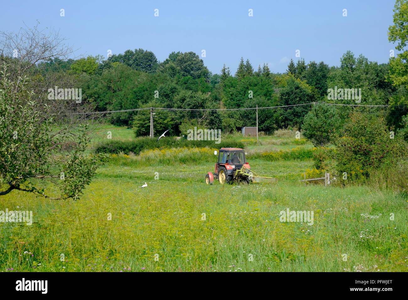 Bauer mit einer roten Traktor im grünen Feld in einem ländlichen Gebiet von Landschaft Zala in Ungarn arbeiten Stockfoto